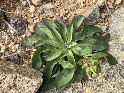 Imagem de Crepidiastrum taiwanianum Nakai