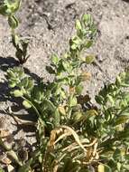 Image of alkali pepperweed