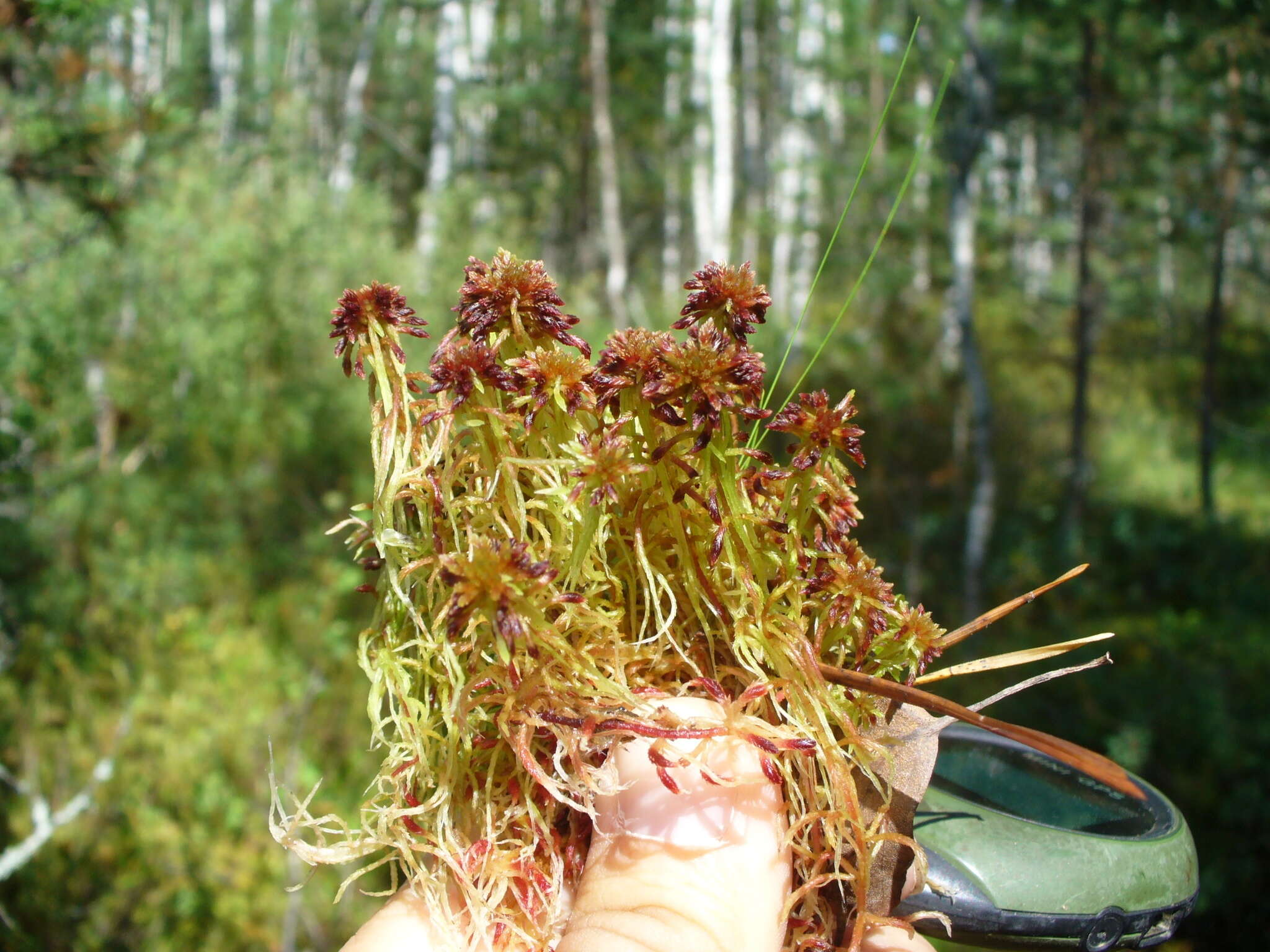 Imagem de Sphagnum capillifolium Hedwig 1782