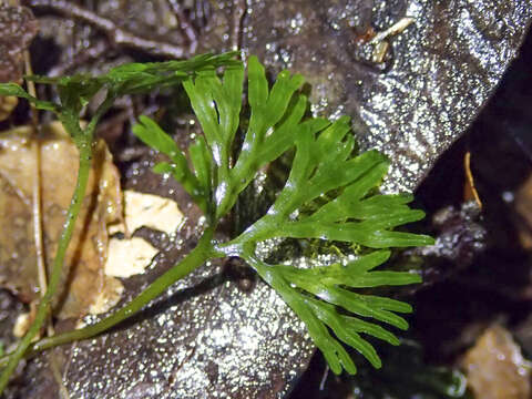 Image of Hymenophytaceae