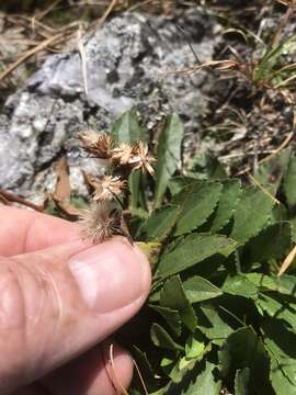 Image of Cutler's alpine goldenrod