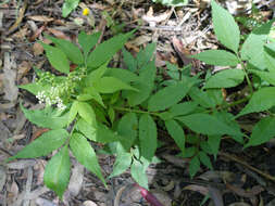 Image of White Elderberry