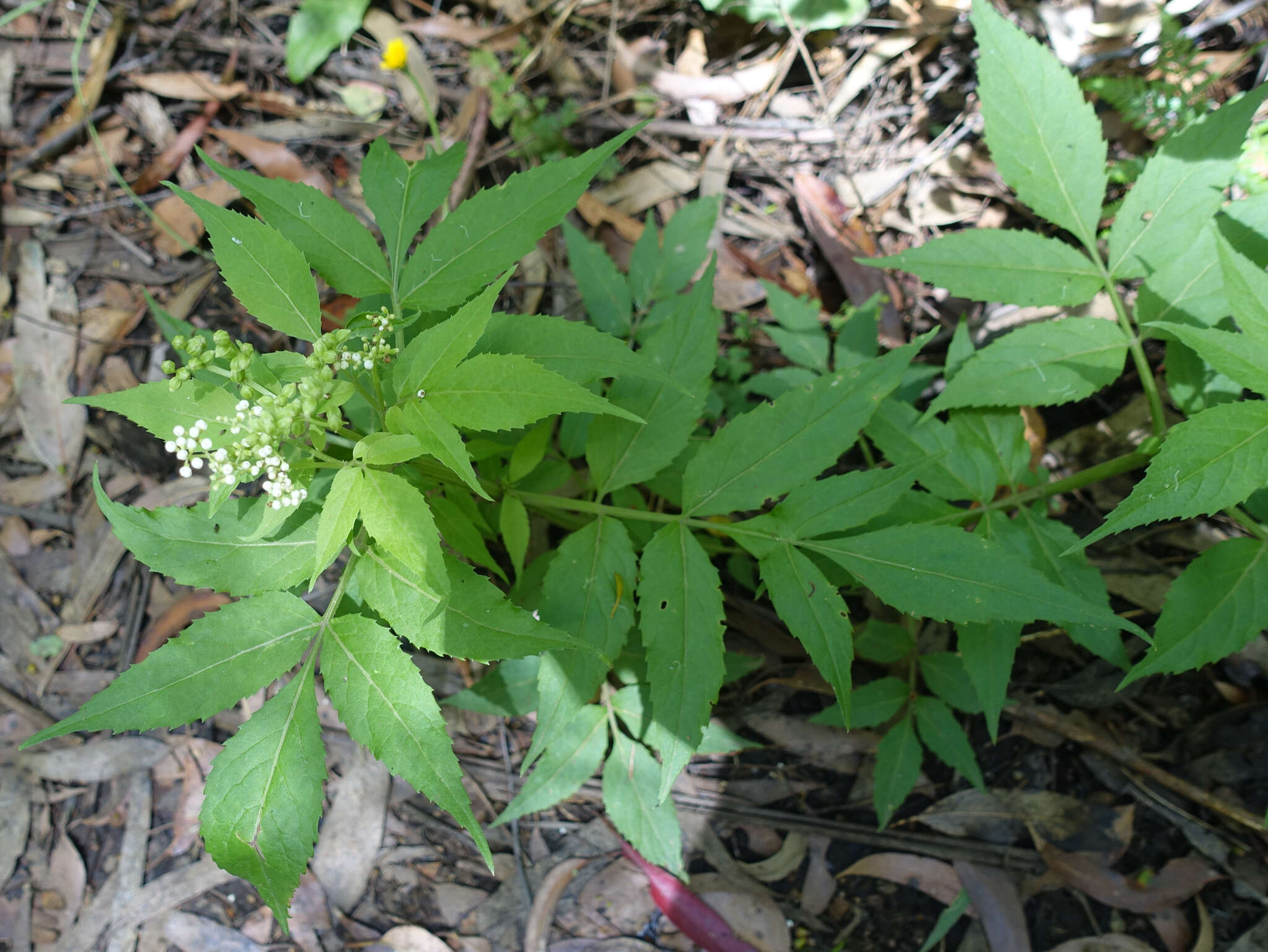 Image of White Elderberry