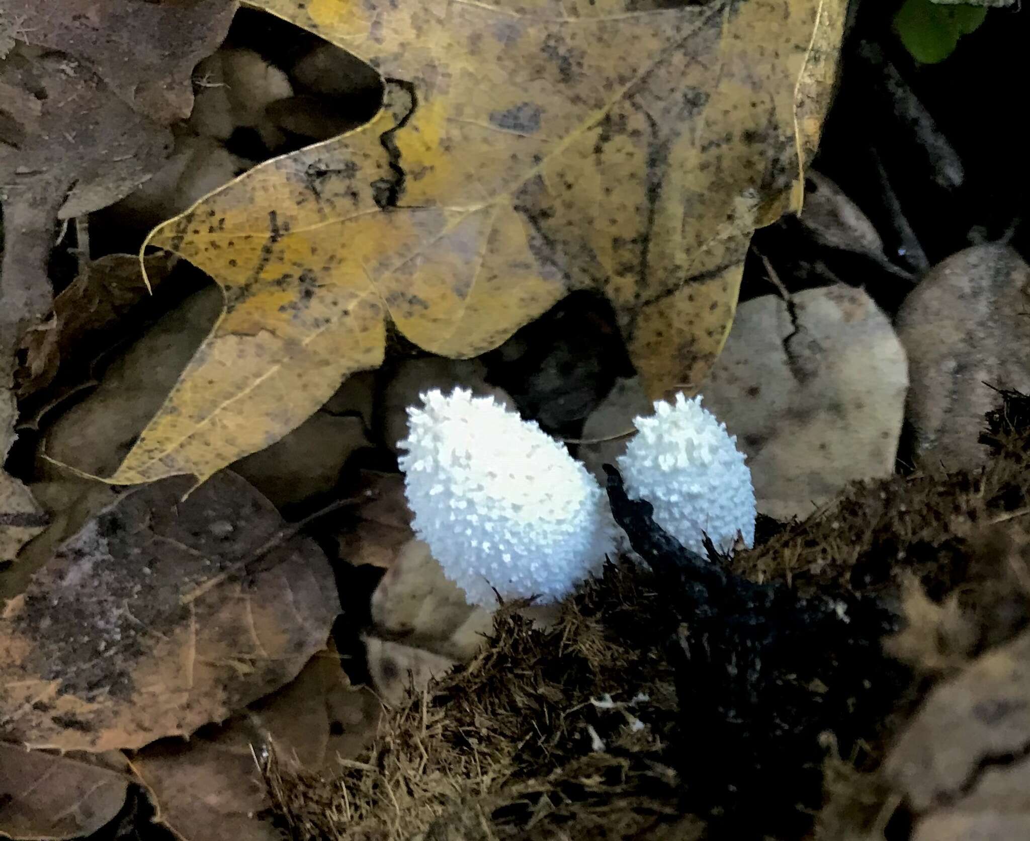 Image de Coprin blanc de neige