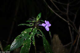 Imagem de Barleria paucidentata Benoist