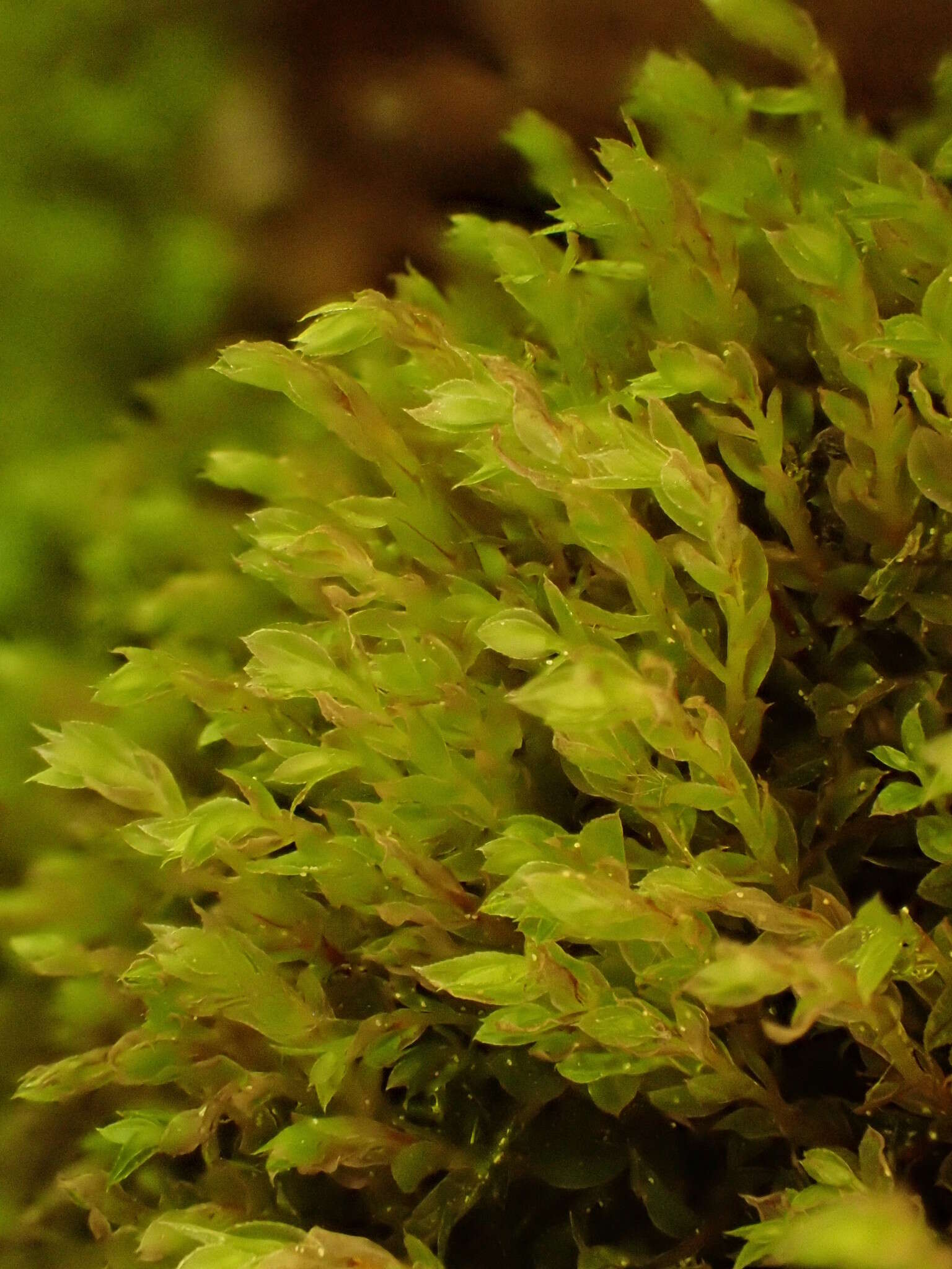 Image of stellar calcareous moss