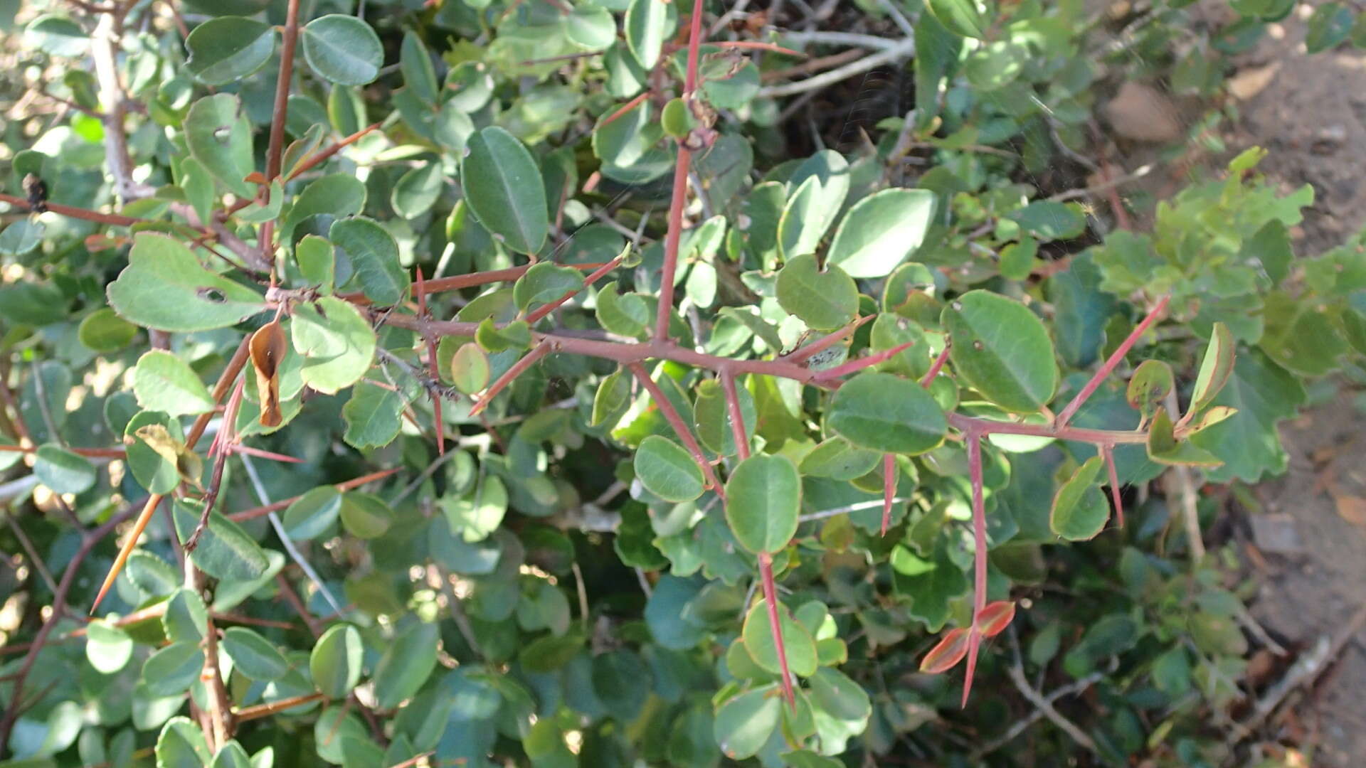 Image of Putterlickia pyracantha (L.) Szyszylowicz