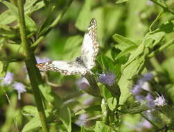 Plancia ëd Heliopetes sublinea Schaus 1902