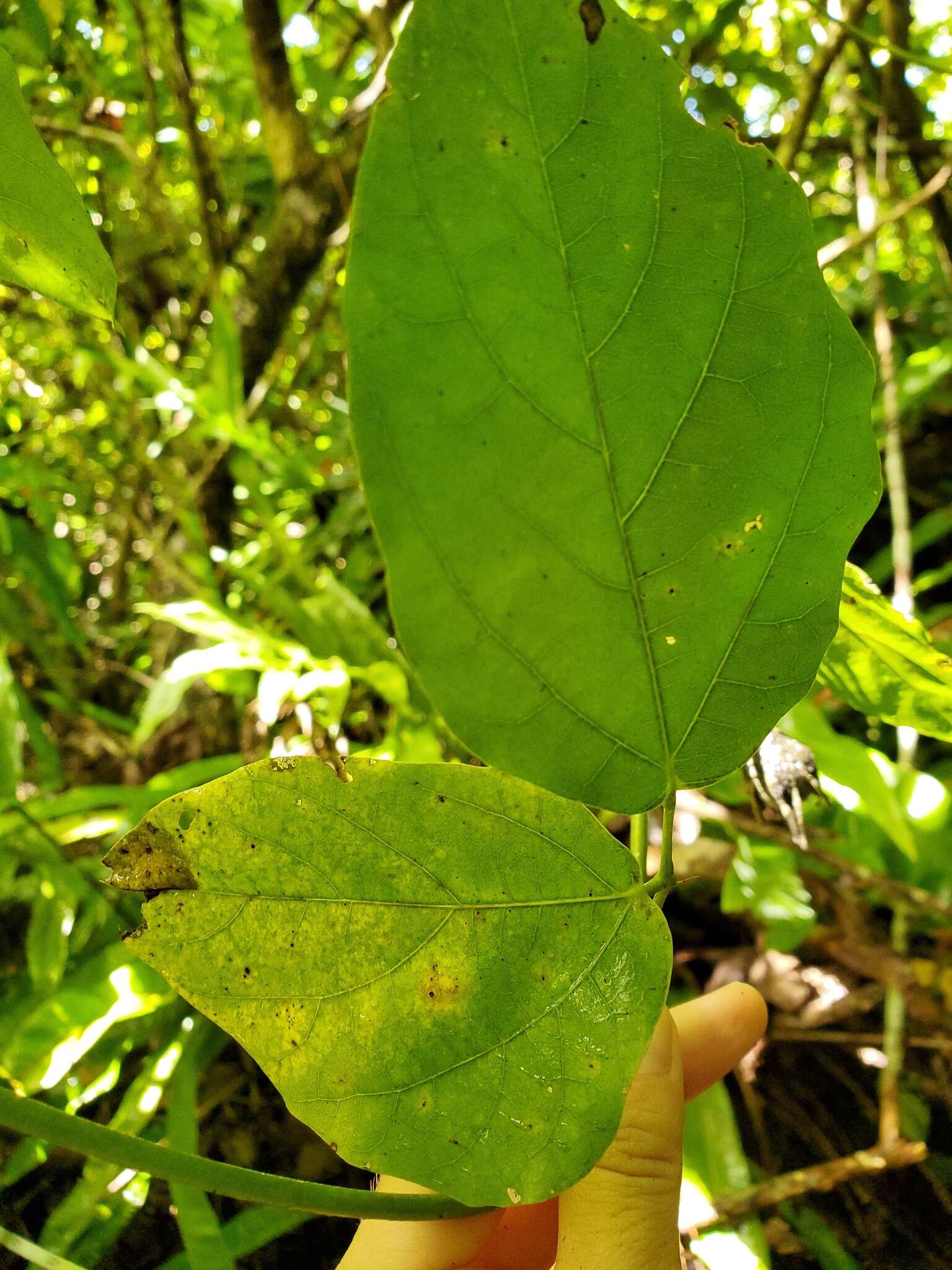 Mucuna gigantea (Willd.) DC. resmi