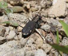 Plancia ëd Cicindela (Cicindelidia) rufiventris rufiventris Dejean 1825