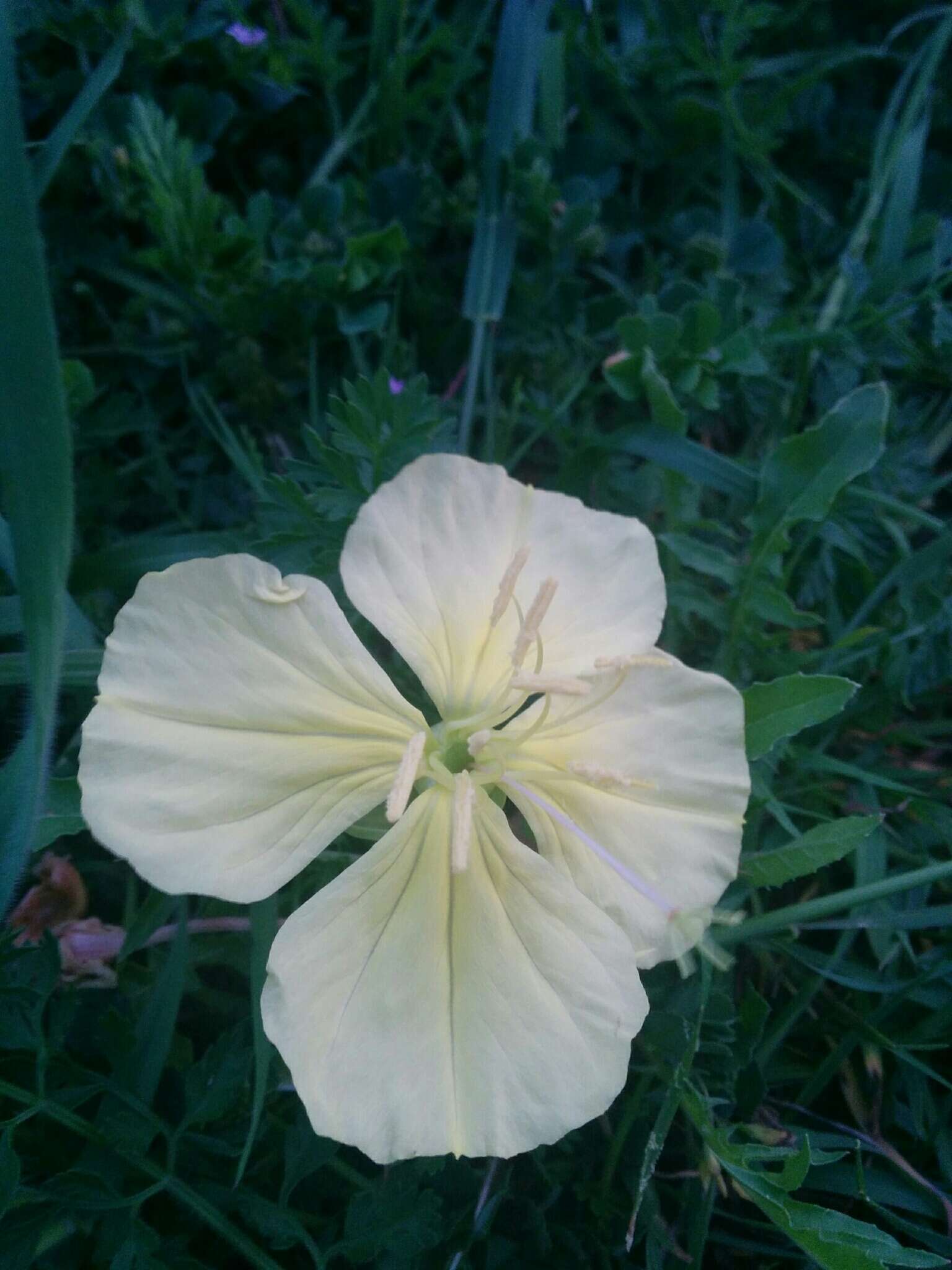 Image of Evening primrose