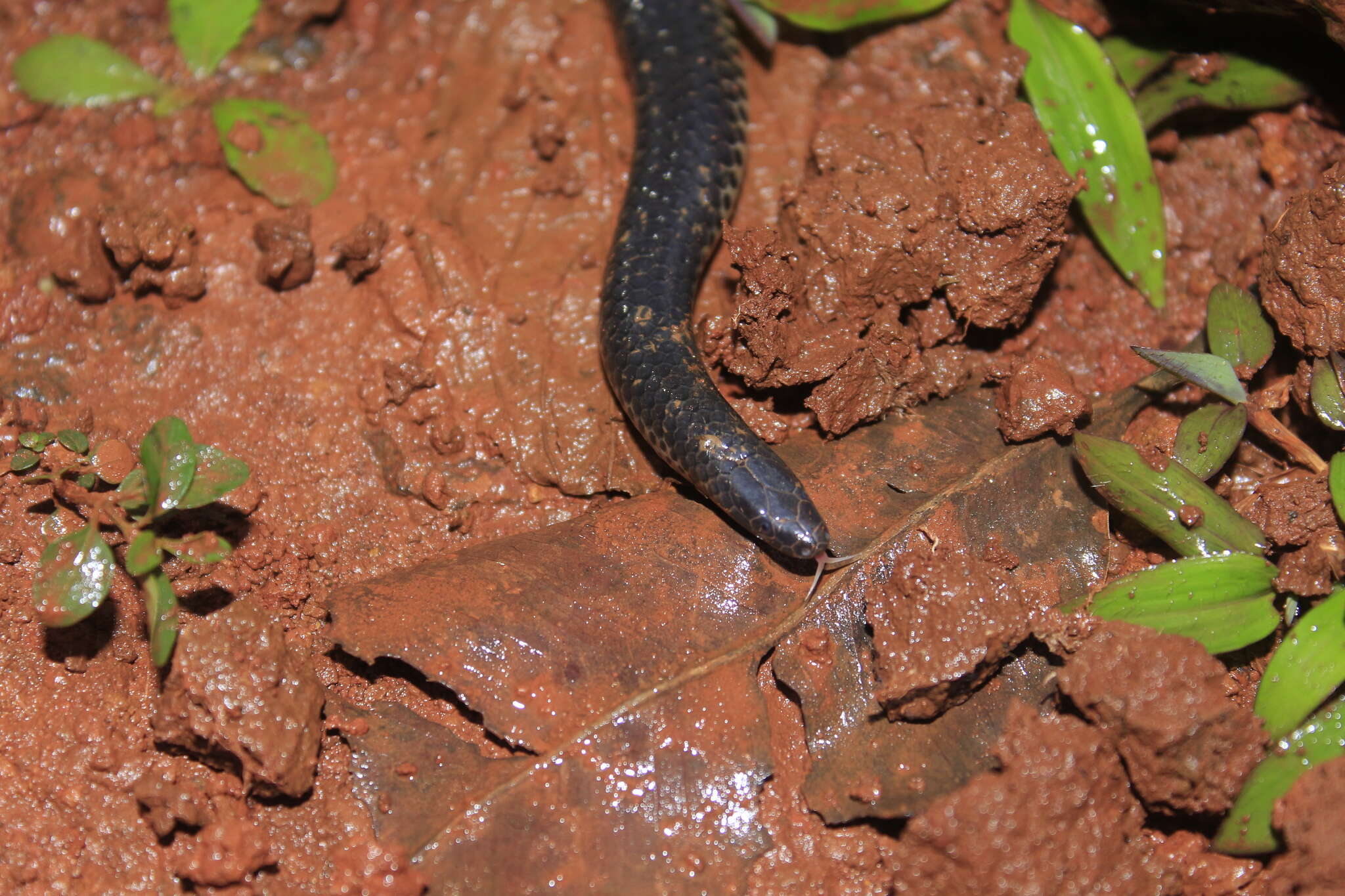 Image of Melanophidium khairei Gower, Giri, Captain & Wilkinson 2016