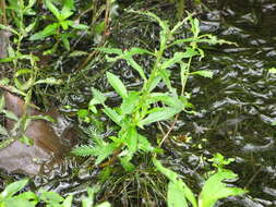 Image of marsh mermaidweed