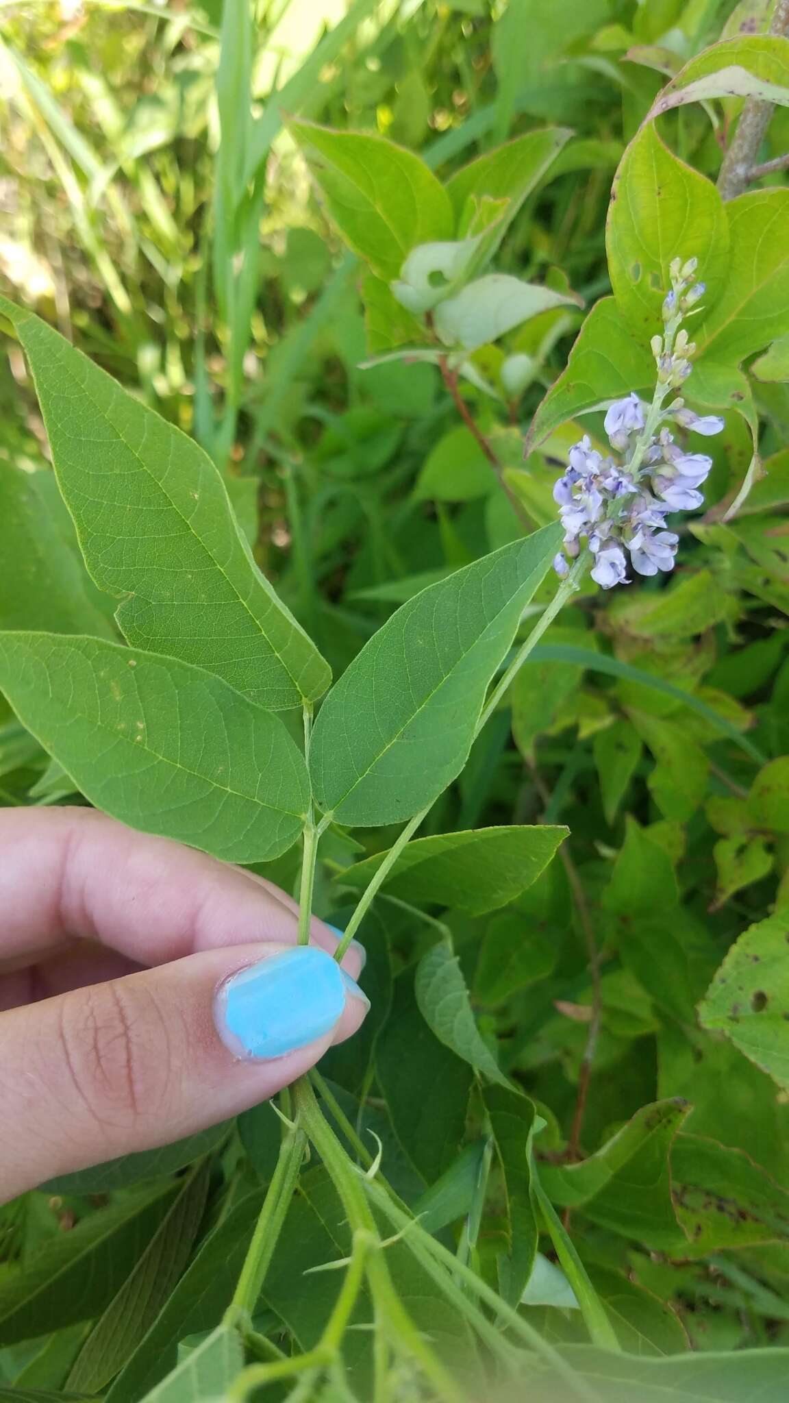 Psoralea onobrychis Nutt.的圖片