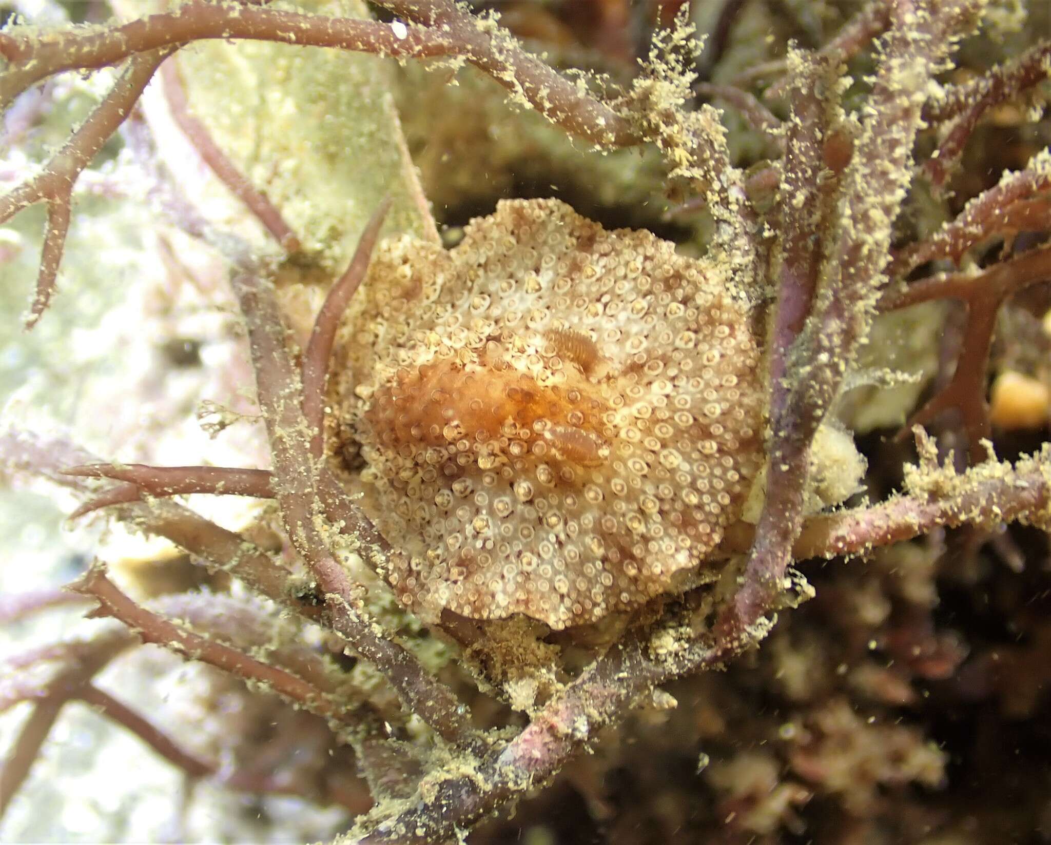 Image of Carminodoris nodulosa (Angas 1864)