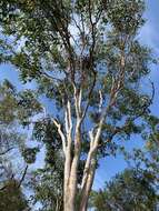 Image of Eucalyptus hallii Brooker