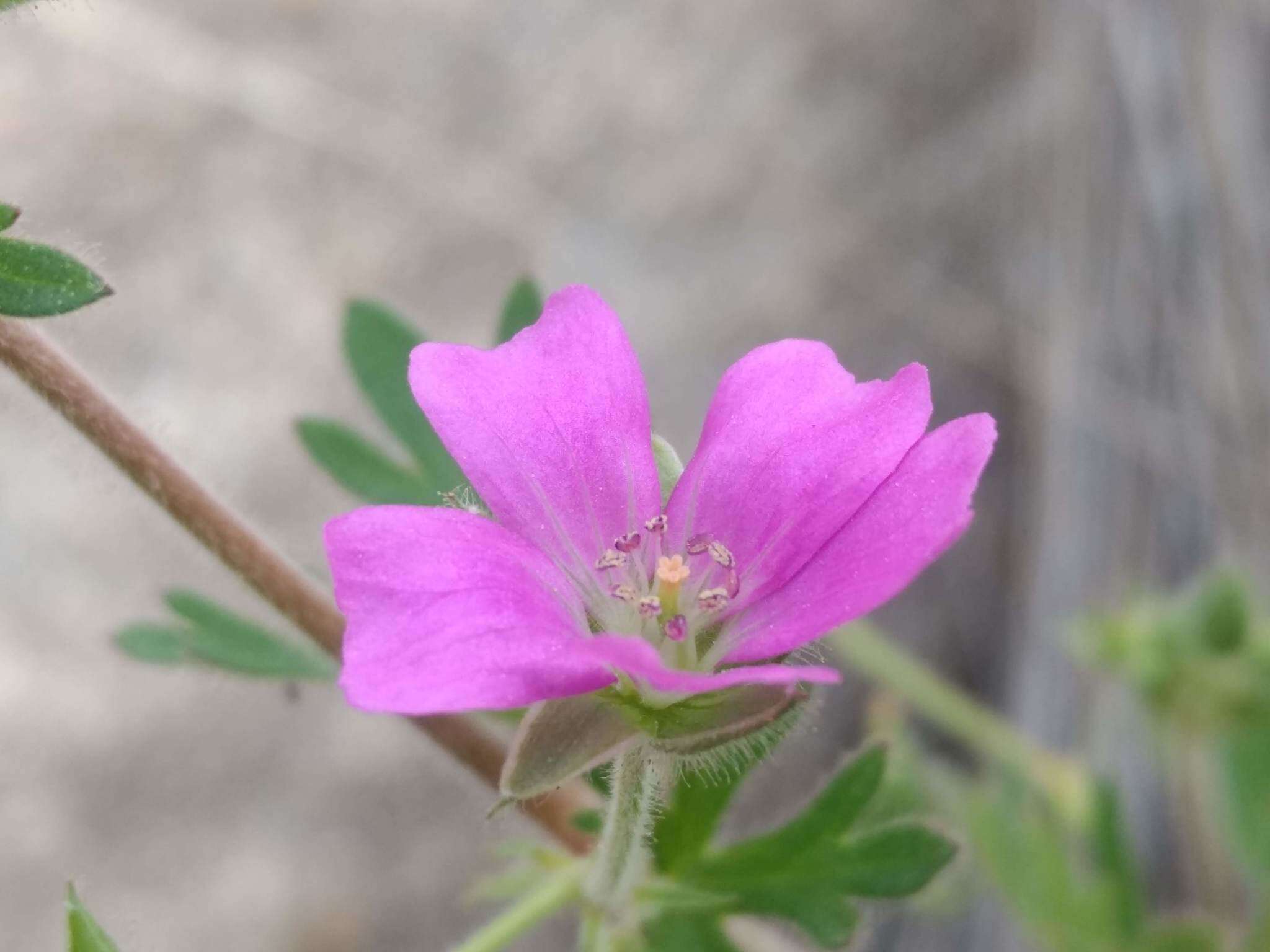 Image of Geranium berteroanum Colla