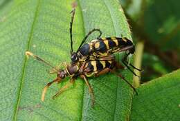 Image of Leptura taranan (Kano 1933)