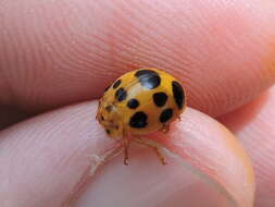 Image of Squash Lady Beetle