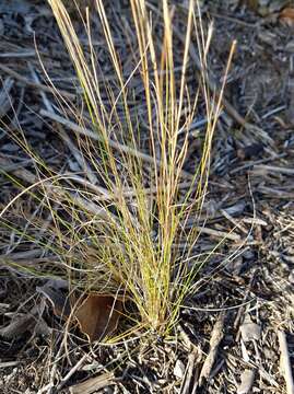 Imagem de Schizachyrium gracile (Spreng.) Nash