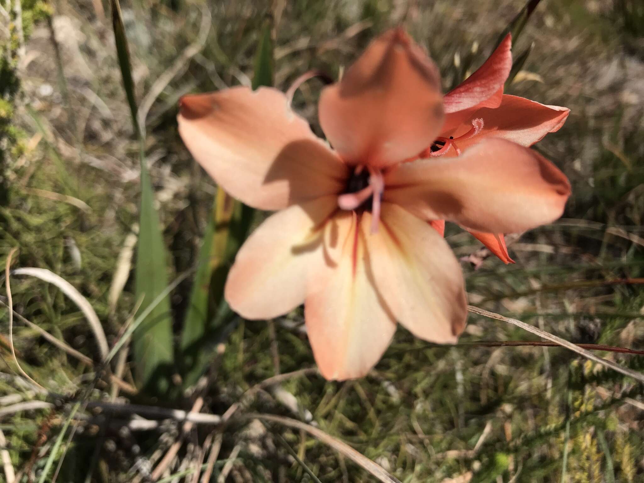 Image of Gladiolus miniatus Eckl.