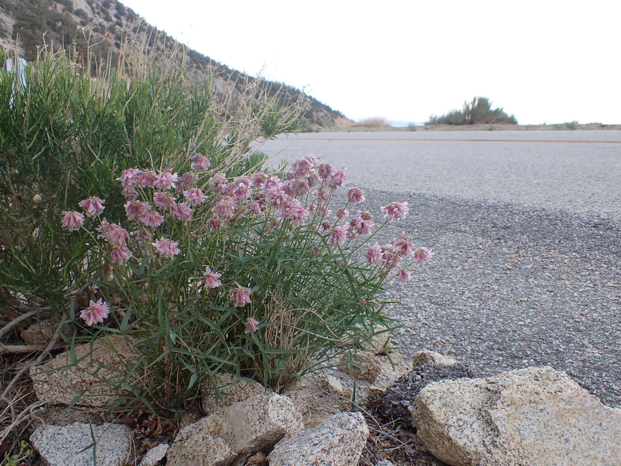 Trifolium kingii subsp. dedeckerae (J. M. Gillett) D. Heller的圖片