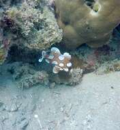 Image of Harlequin sweetlips