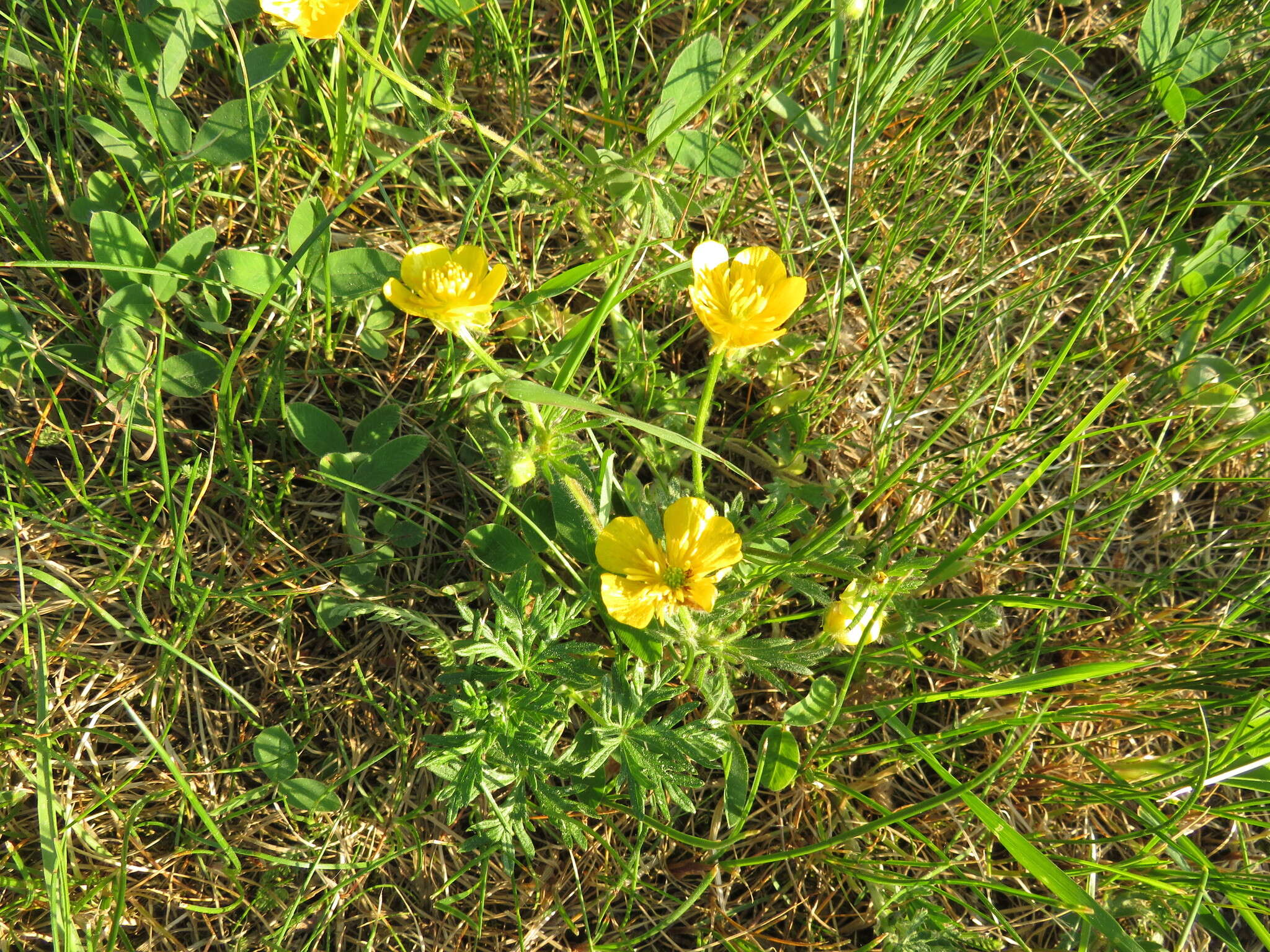 Image of Ranunculus polyanthemos L.