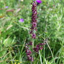 Image of Veratrum maackii var. parviflorum (Maxim. ex Miq.) H. Hara