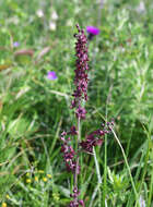 Image of Veratrum maackii var. parviflorum (Maxim. ex Miq.) H. Hara