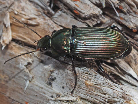 Image of Poecilus (Poecilus) cupreus cupreus (Linnaeus 1758)