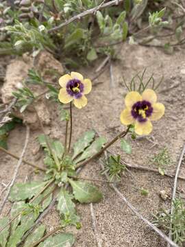 Image of Diascia bicolor K. E. Steiner