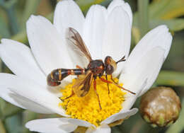 Image de Physocephala chrysorrhoea (Meigen 1824)