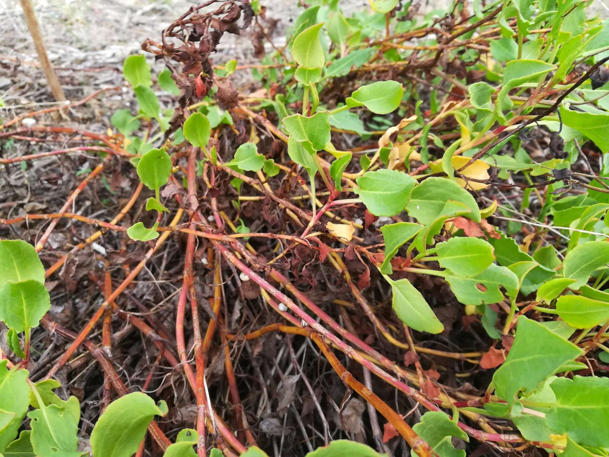 Rumex roseus L. resmi