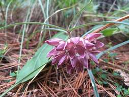 Image of Asclepias circinalis (Decne.) R. E. Woodson