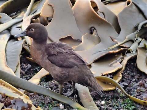 Image of Flightless Teal