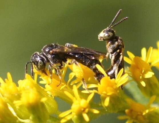 Pseudopanurgus andrenoides (Smith 1853) resmi