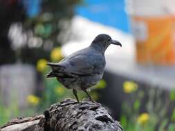 Image of Long-billed Thrush