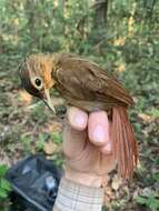 Image of Buff-throated Foliage-gleaner