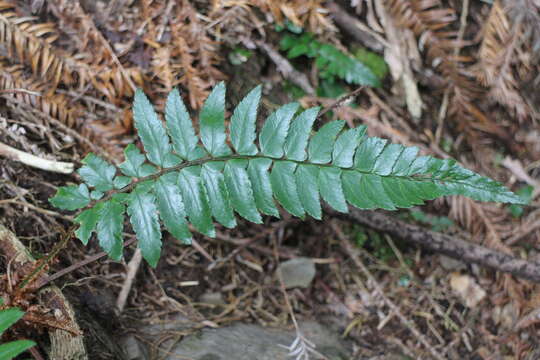 Image of Polystichum prionolepis Hayata