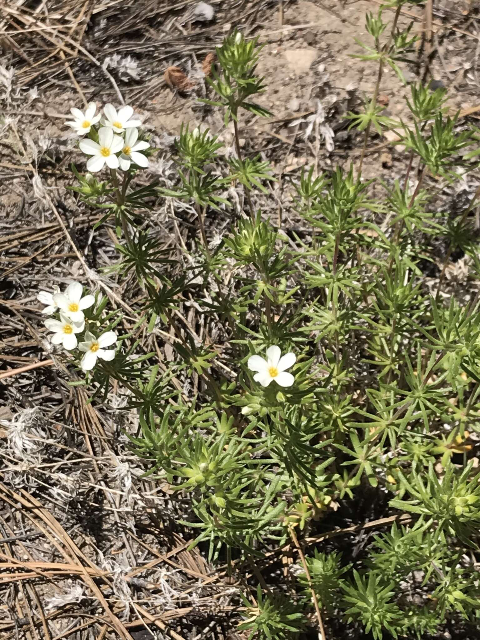 Image of Sierra linanthus