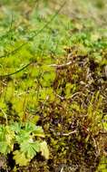 Image of bryum moss