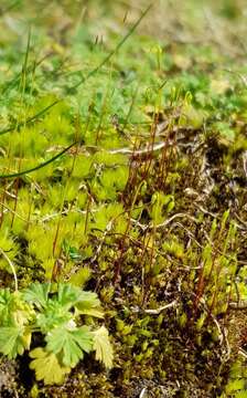 Image of bryum moss