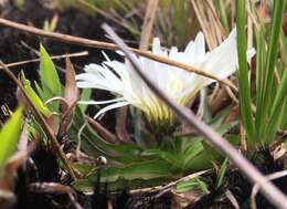 Image de Hypochaeris sessiliflora Kunth