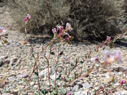 Image of Booth's evening primrose