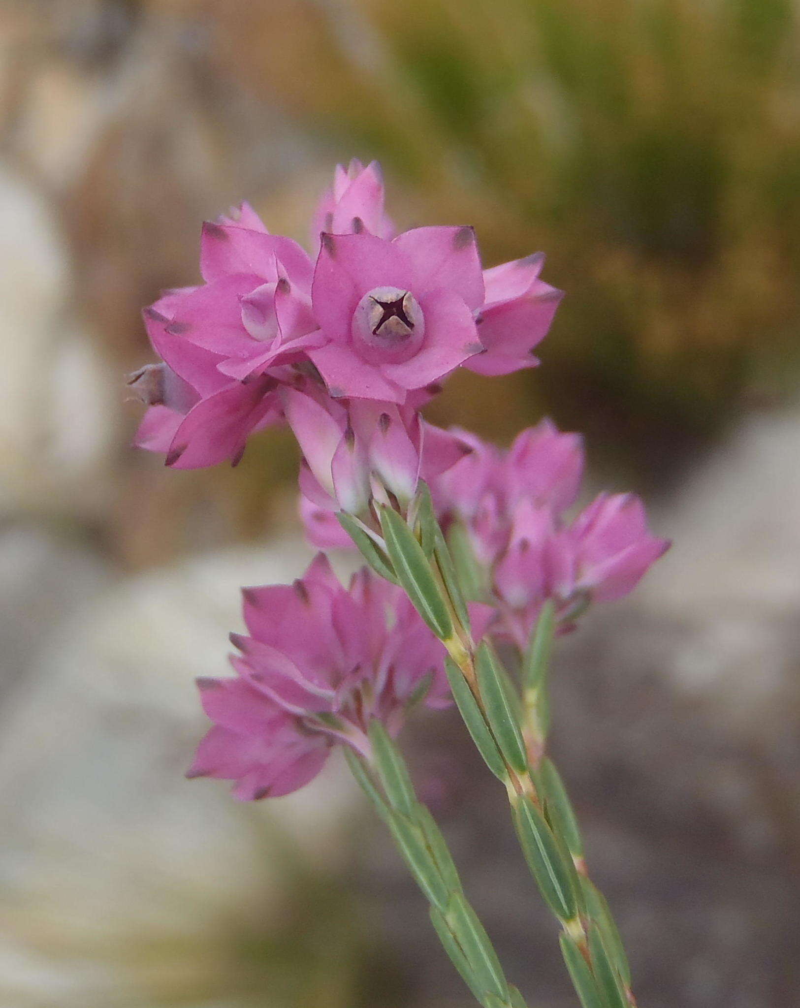 Image of Erica corifolia var. bracteata (Thunb.) Dulfer