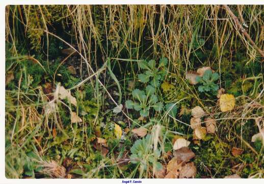 Sivun Saxifraga spathularis Brot. kuva