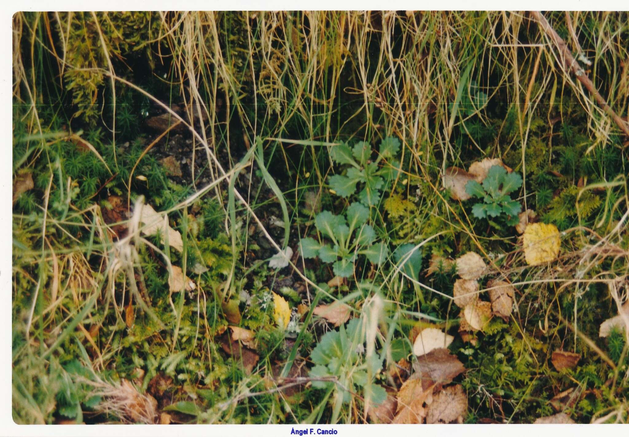 Imagem de Saxifraga spathularis Brot.