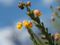 Image of Hermannia concinnifolia Verdoorn