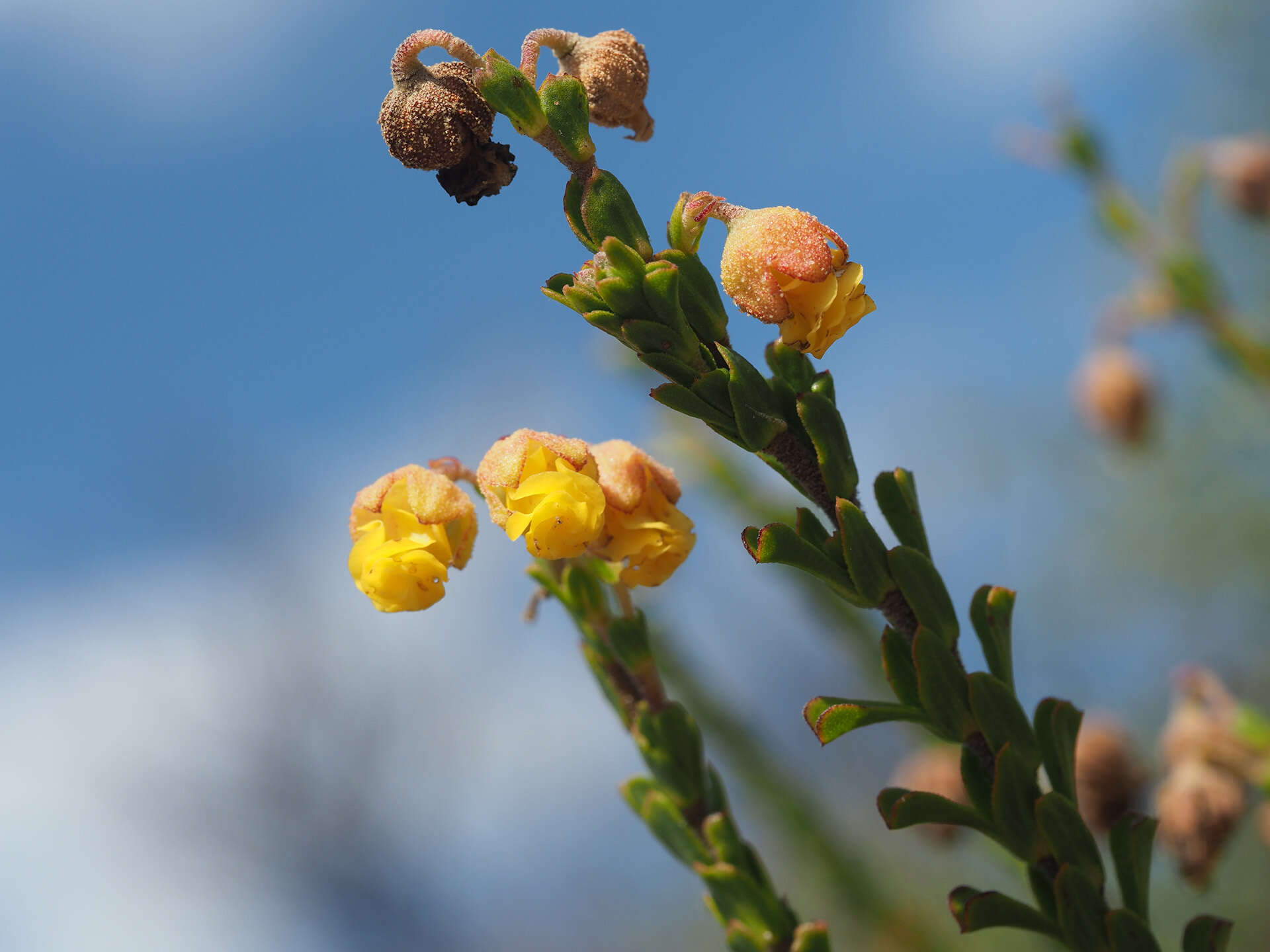 Image of Hermannia concinnifolia Verdoorn